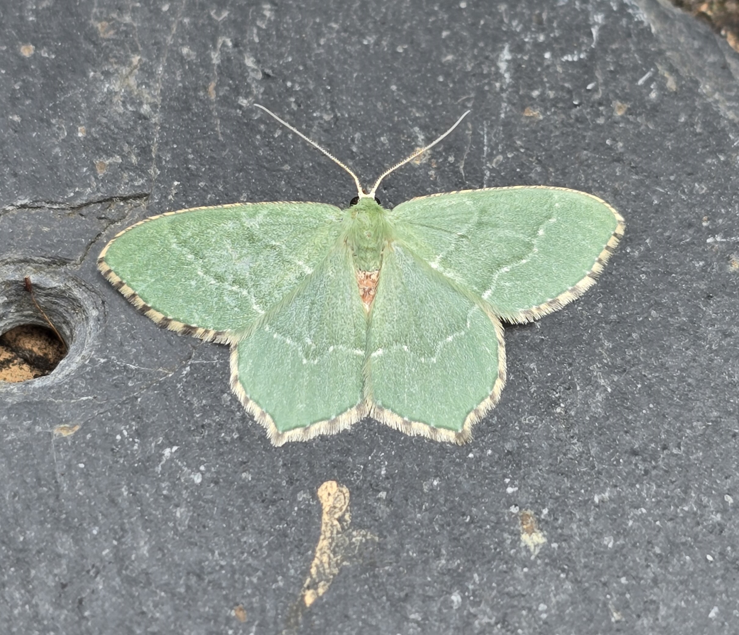 Photo of Common Emerald (Hemithea aestivaria)